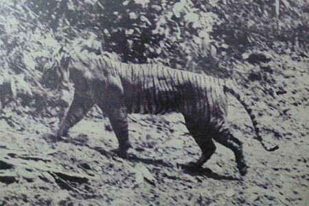 Яванский тигр (естественная среда обитания, 1938 г.)