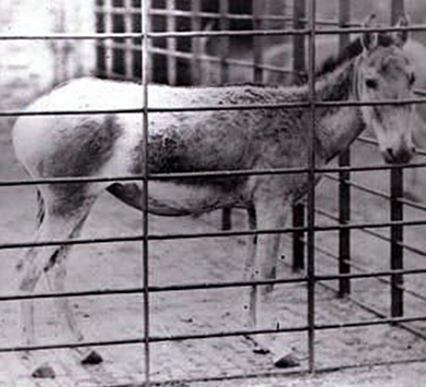 Сирийский дикий осёл (Лондонский зоопарк, 1872 г.)