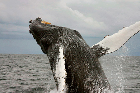 Почему горбатые киты «выпрыгивают» из воды?