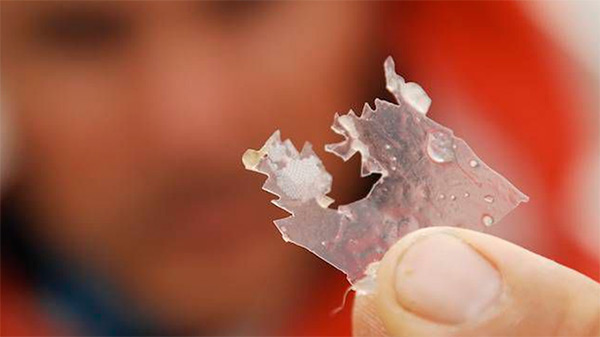 Исследователь держит кусок пластика, укушенный рыбами в Северной Атлантике.