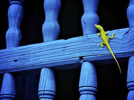 Интересные фотографии от National Geographic 11