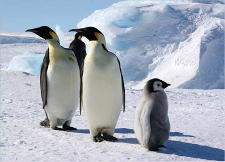 Часовые океана - пингвины