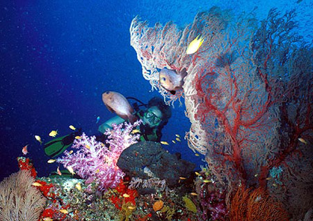 Загадочный обитатель морских глубин