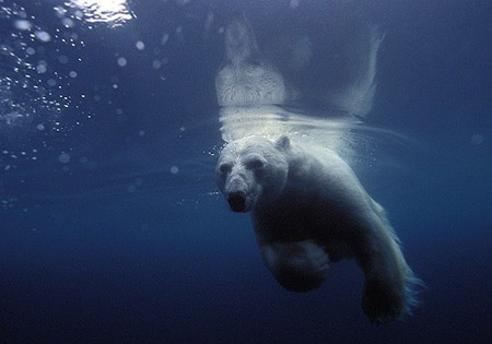 Дикая природа