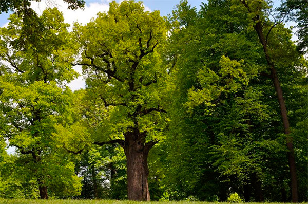 Европе выбрано дерево года