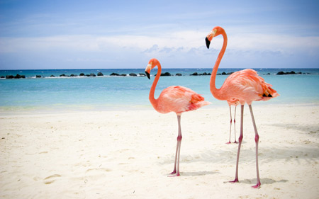 Искусственный рай для фламинго