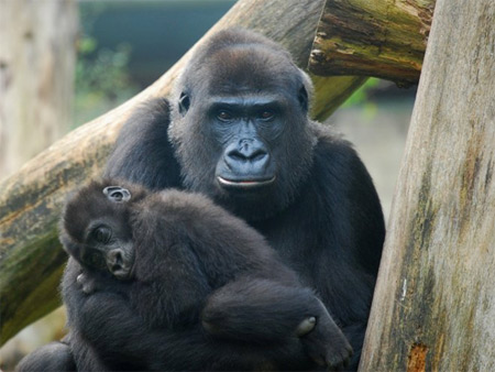 Вирус Эбола уничтожил треть популяции шимпанзе и горилл