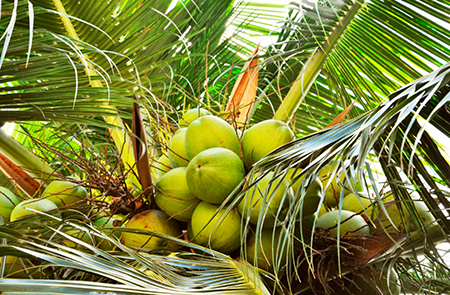 В Таиланде электроэнергию будут извлекать из кокосовых отходов