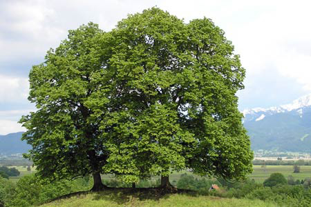 Удивительное дерево - липа