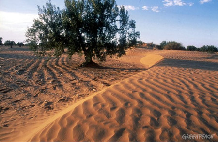 Наступление пустынь – глобальная проблема экологии