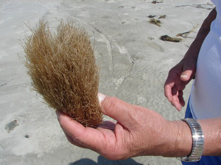 Морские водоросли поглощают больше углекислого газа, чем деревья