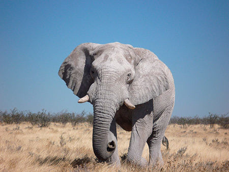 5 поразительных статистических данных о слонах 