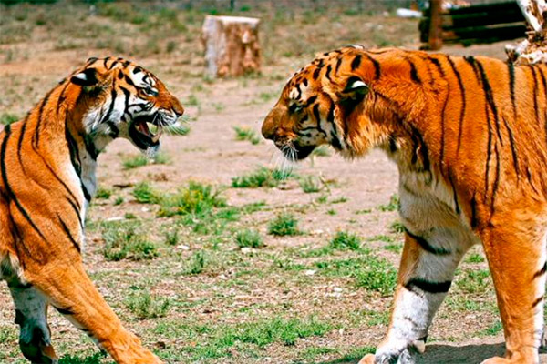 Тигры и леопарды охраняются в новом парке Китая