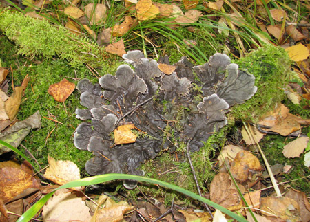 Загрязнение растений